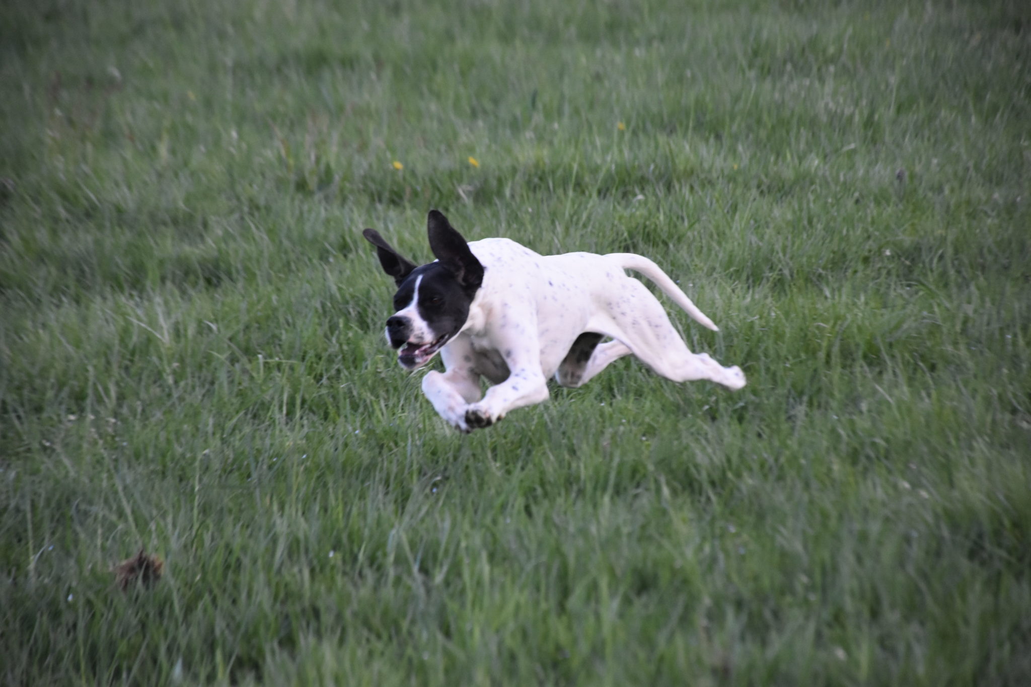 Chiens de chasse Bécassiers de France